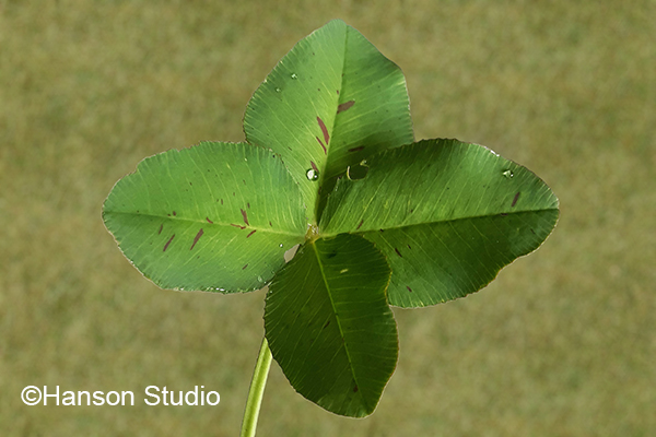 Four Leaf Clover